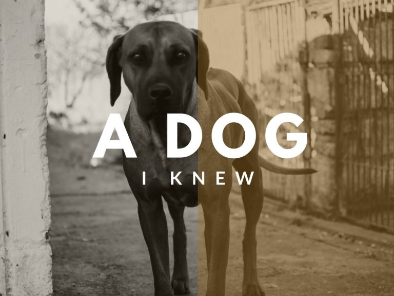 Cover photograph for “A Dog I Knew”